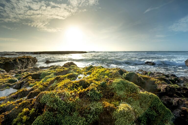 Organic Sea Moss